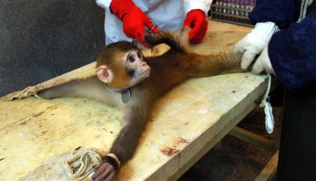 Cruelty to animals has no place in modern medical schools | South China