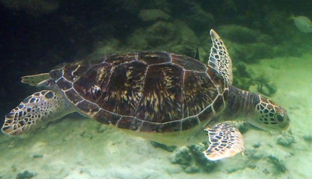 Mismanagement and lack of targets causing Hong Kong’s marine parks to