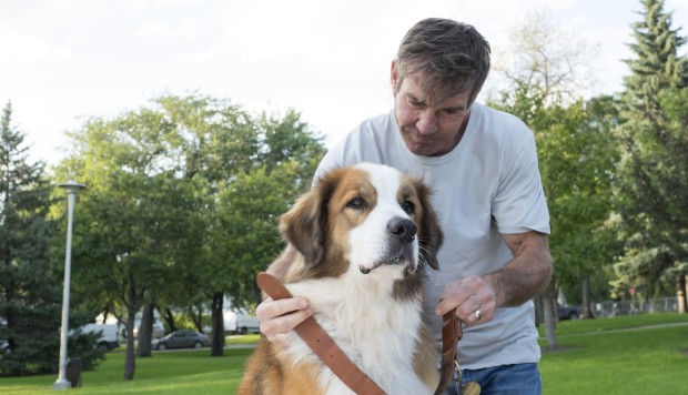 Film Review A Dog S Purpose Canine Soul Poses
