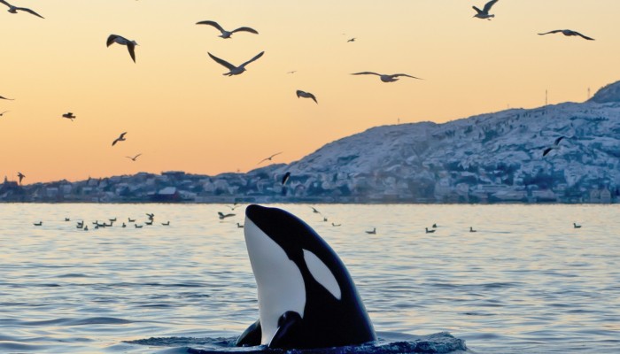 A First Hand Account Of Swimming With Orcas In Norway Luckily