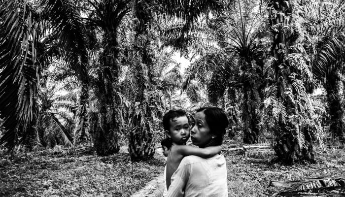 Indonesian capitalism’s palm oil problem