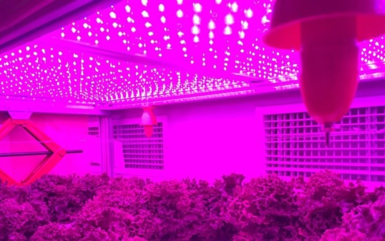 Lettuce growing in an electro culture chamber developed as part of China's giant experiment to find out if electricity can boost plant growth. Photo: Liu Binjiang