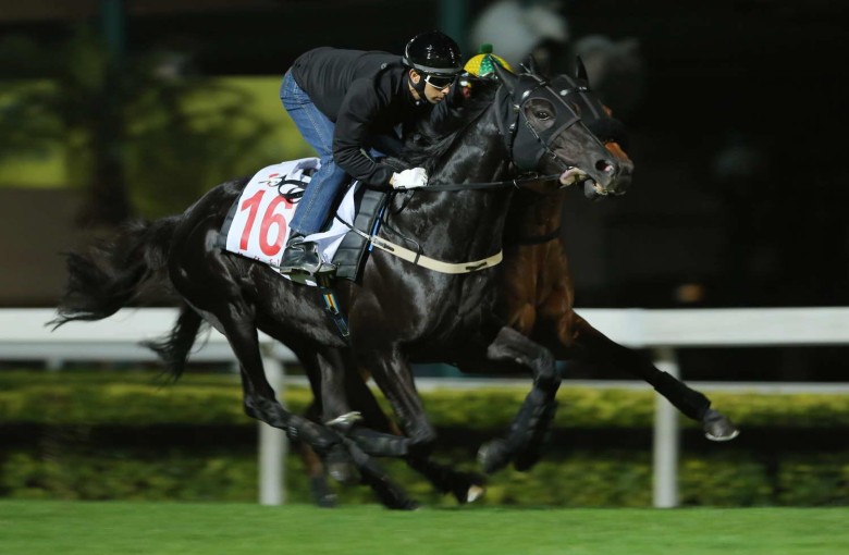 Joao Moreira gives last year's Hong Kong Vase winner Dominant a turf gallop on Tuesday morning. Photo: Kenneth Chan