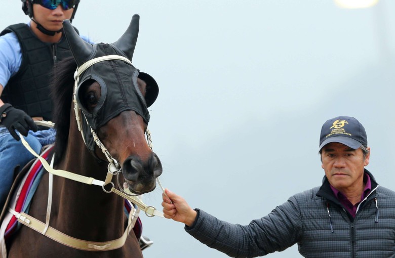 Tony Cruz leads Pakistan Star on to the track at Sha Tin. He hopes his four-year-old can do the talking in Sunday’s Audemars Piguet QE II Cup. Photos: Kenneth Chan
