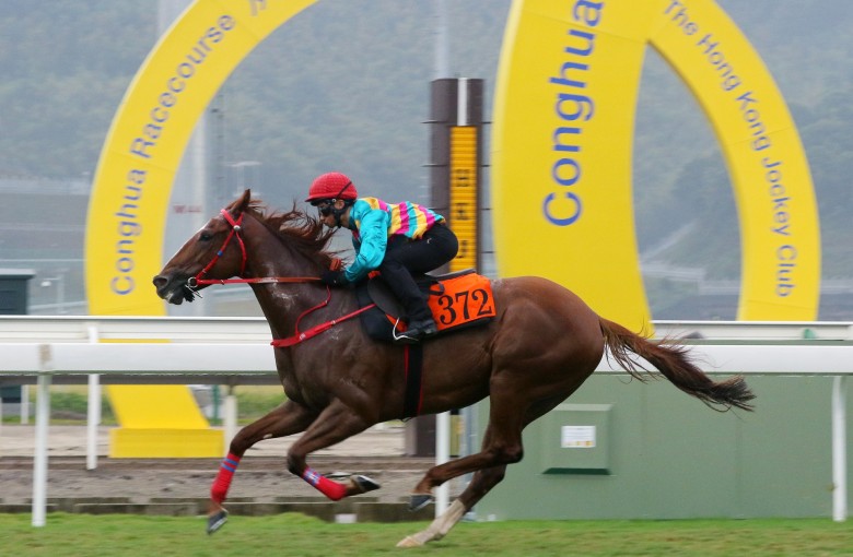 Hkjc horse racing live discount streaming