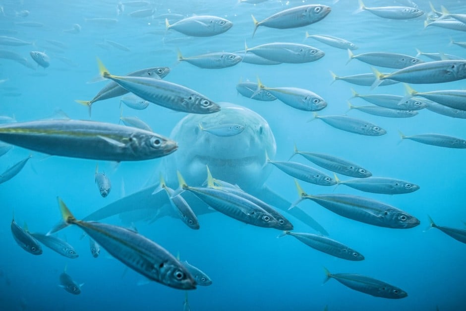 The Outdoor Photographer Of The Year 2017 Competition South China Morning Post Es la ciudad mas grande y cosmopolita de las antillas. south china morning post