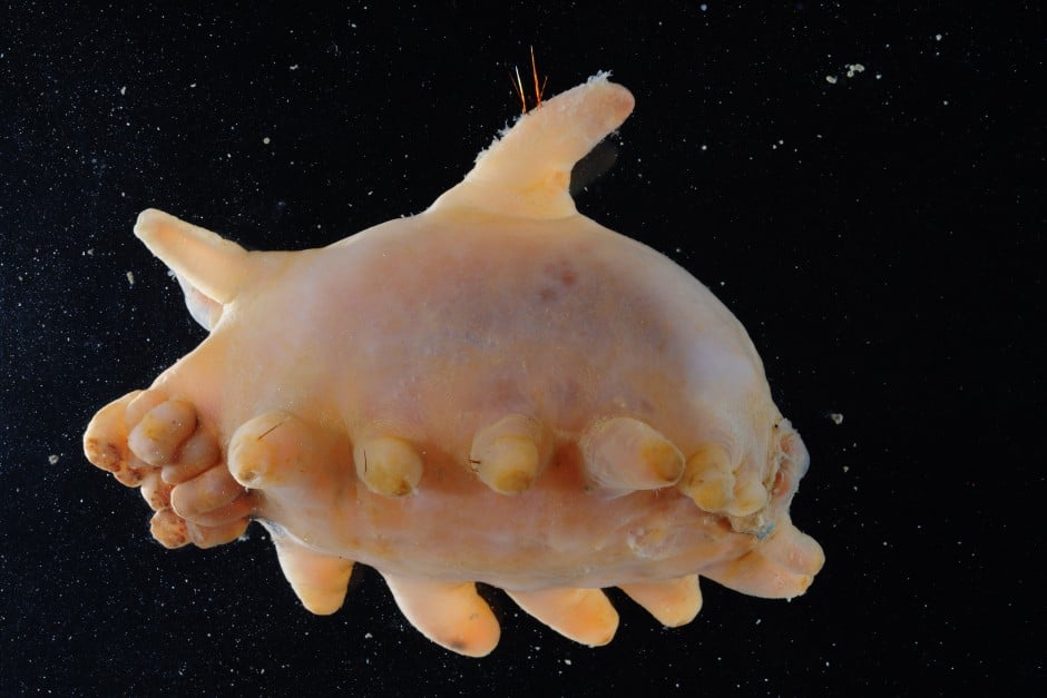 weird sea creatures discovered in antarctic