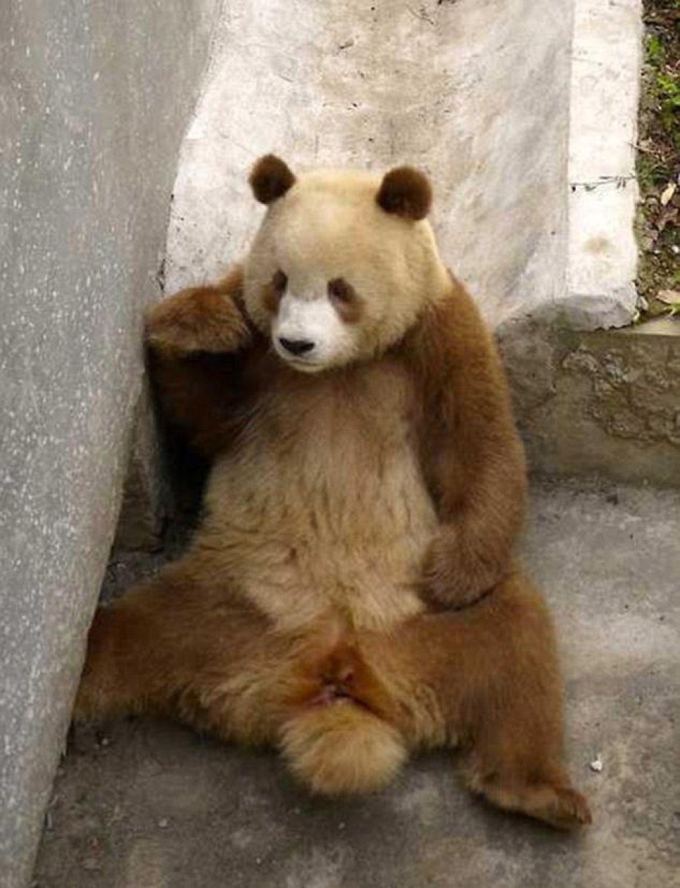 photos-of-rare-brown-panda-in-shaanxi-published-south-china-morning-post