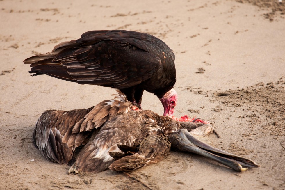 Turkey vulture's gross habits let it avoid food poisoning: study