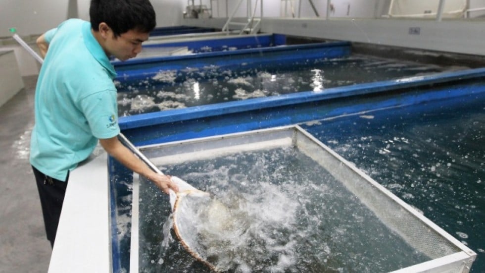 Hong Kong garment firm diversifies into indoor fish farms | South China