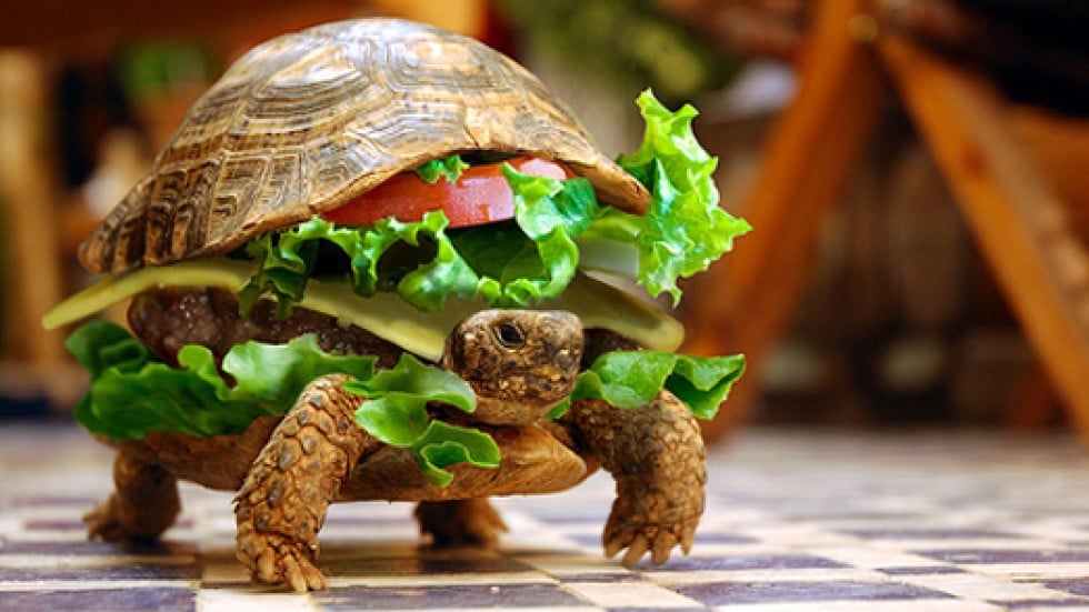 Man tries to smuggle turtle onto plane by hiding it in a hamburger