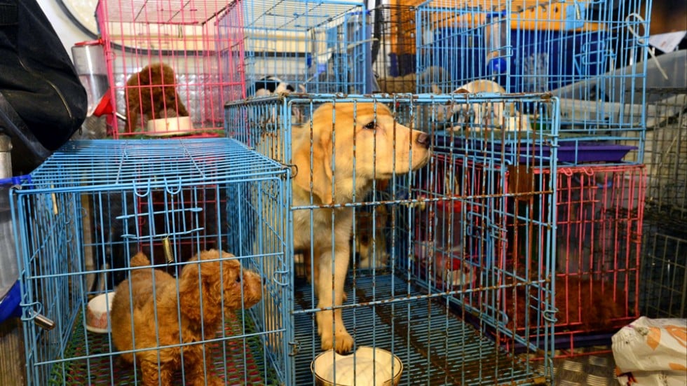 Hong Kong needs stiffer sentences for animal cruelty | South China