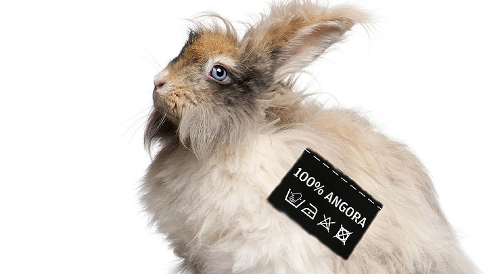 Video of Chinese farmers ripping fur off live rabbits damages angora