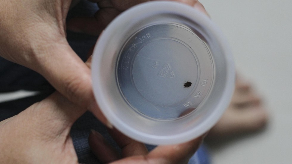 Bed bug infestations are on the rise and the pests are