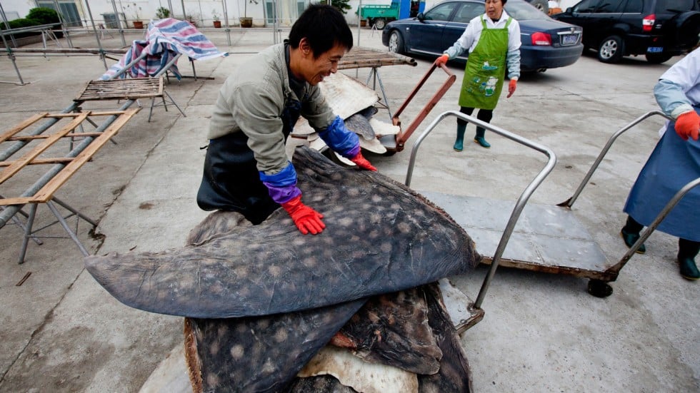 ‘If you go in summer, there are fields and fields of fins being laid out to dry’  South China 