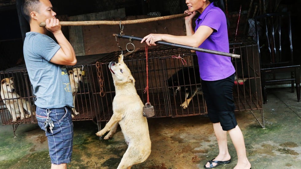 5 000 dogs culled in one chinese city after rabies leaves five dead