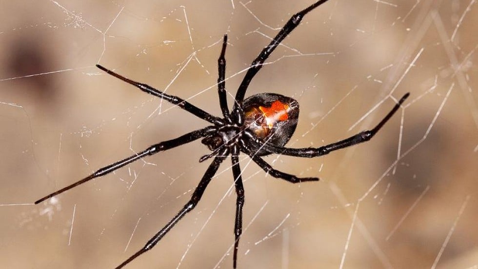 Around the nation: Aussie redback spider stowaway found at Guangdong ...