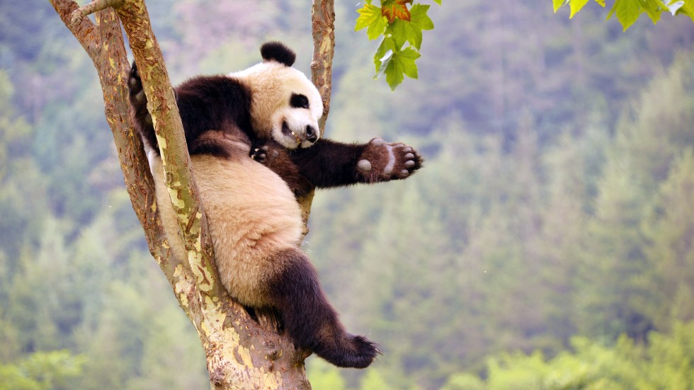 sorry shanghai a city known for its pandas and pretty most successful job search sites
