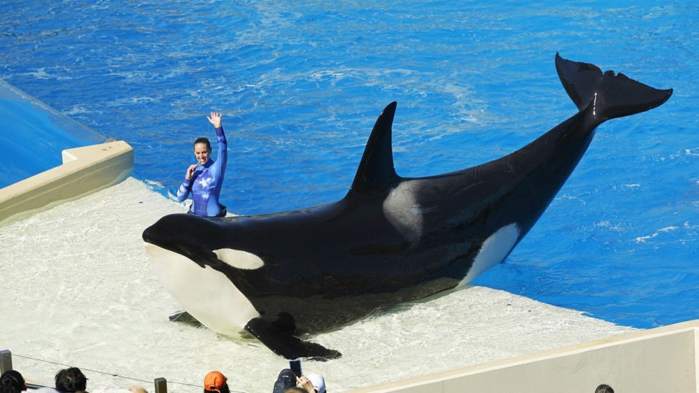 Watch Blackfish Online (2017) Watch Blackfish Online (2017)