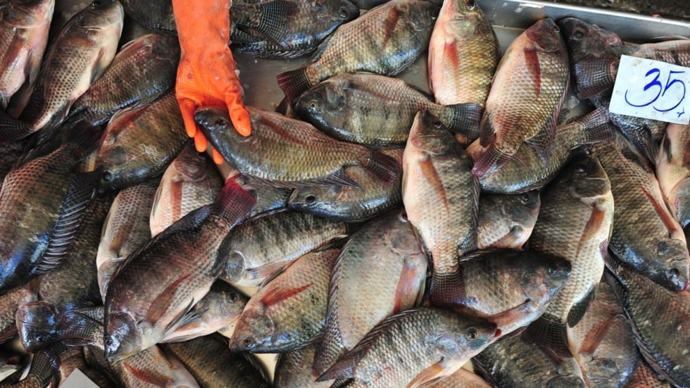 how to, king fish breeding, made red tilapia pond