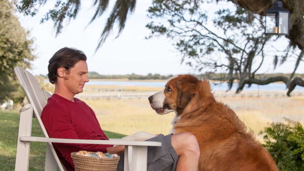 The Dog Walker Film The Dog Walker Film