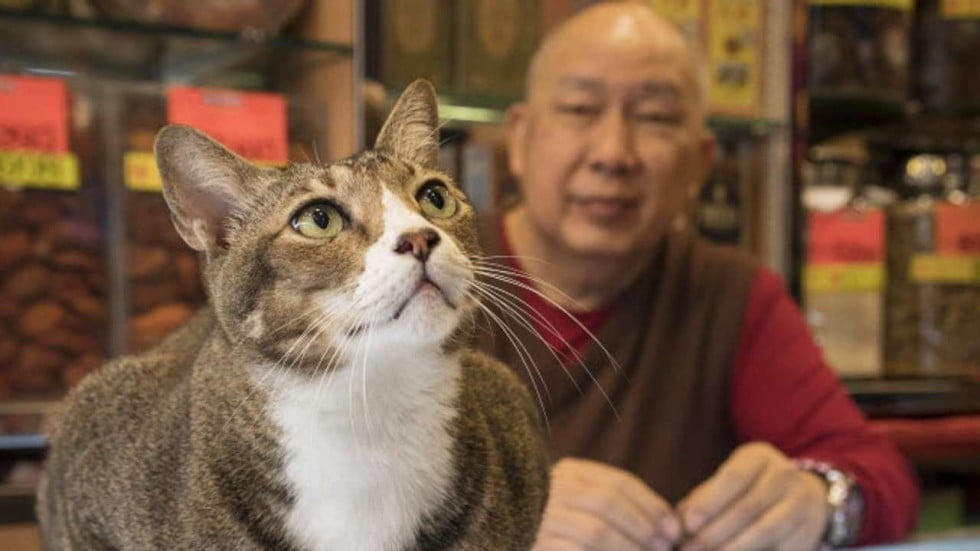 snap cat dutch photographer captures fabulous felines living in