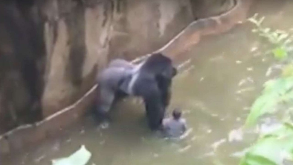 justice for harambe outrage at killing of gorilla after four year