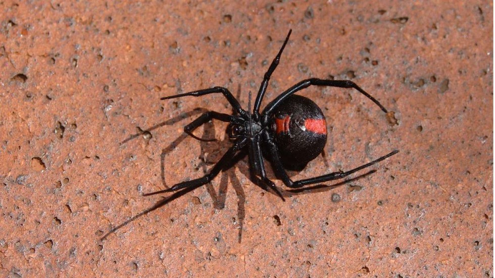 Is A Male Black Widow Spider Poisonous - All About Spiders in America / In these species, which include the black widow and redback, the large females will often devour the smaller males during sex—hence the widow in their names.