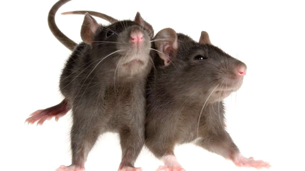 Rodents beware Jakarta offers cash reward for live rats in vermin