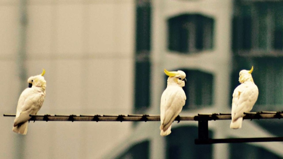 Hong Kong a sanctuary for cockatoos driven to brink of extinction in ...