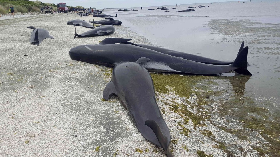 Www2089936bondex hidden passions and dark obsessions