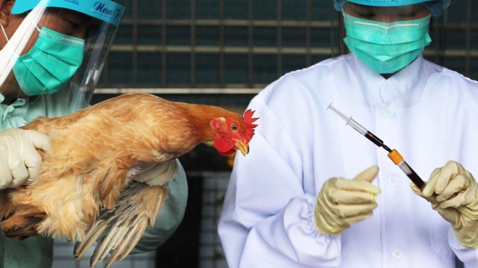 Breakthrough In H7N9 Study A Boost For Bird Flu Drug Research In Hong ...