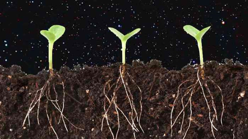 China plans to grow potatoes in space like Matt Damon