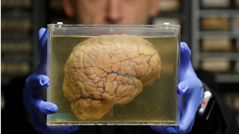 Sleep learning is real, scientists say, as they show the brain’s