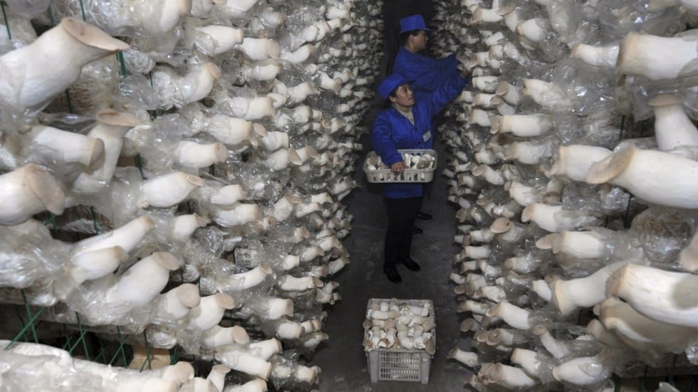 Chinese Mushroom Farming Continues To Flourish And