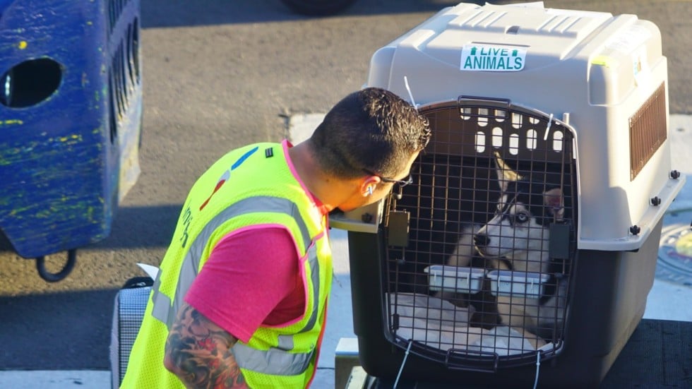 Pet relocation: what Hongkongers need to know about flights, health