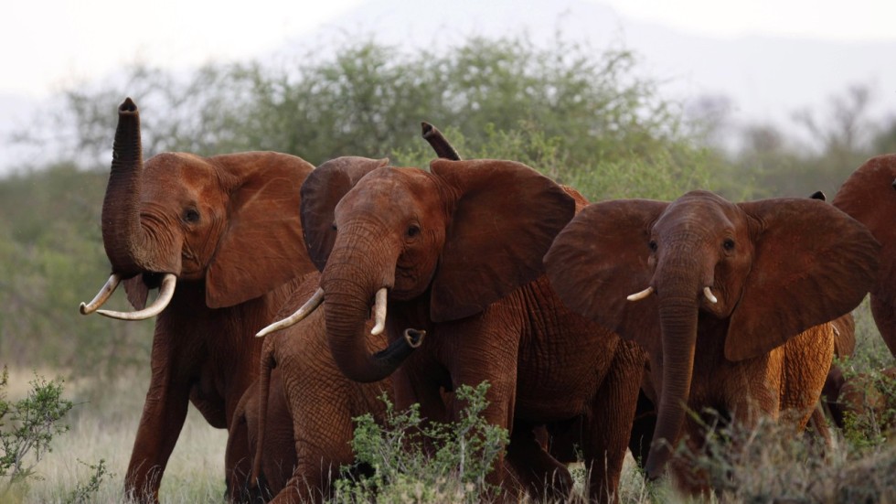 Trump called elephant hunts a ‘horror show’. But now he’s ending trophy