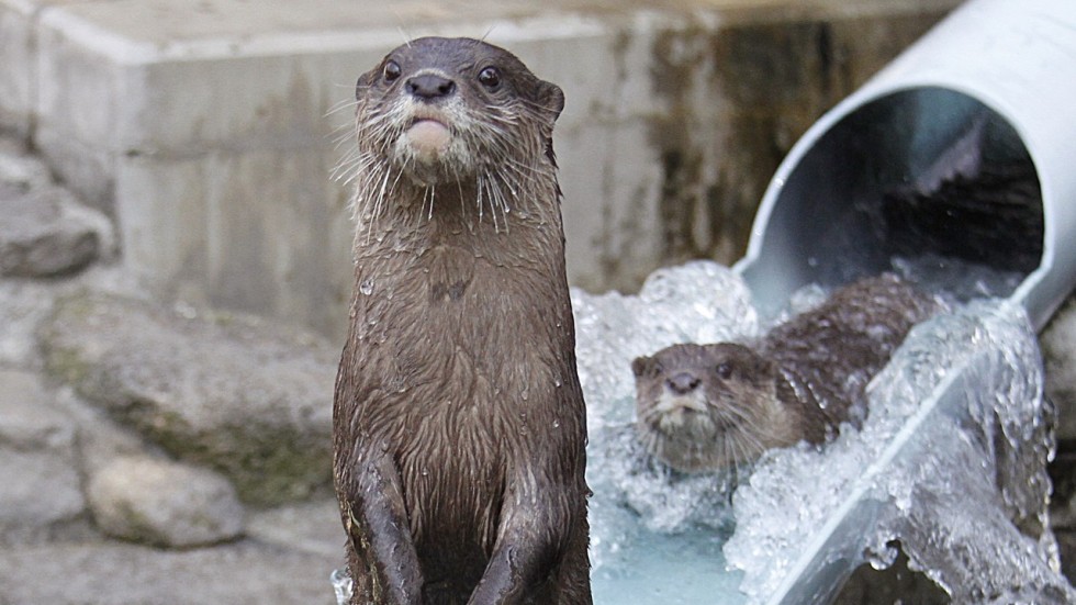 A lot of otters seized in searches as the critters are caught up in