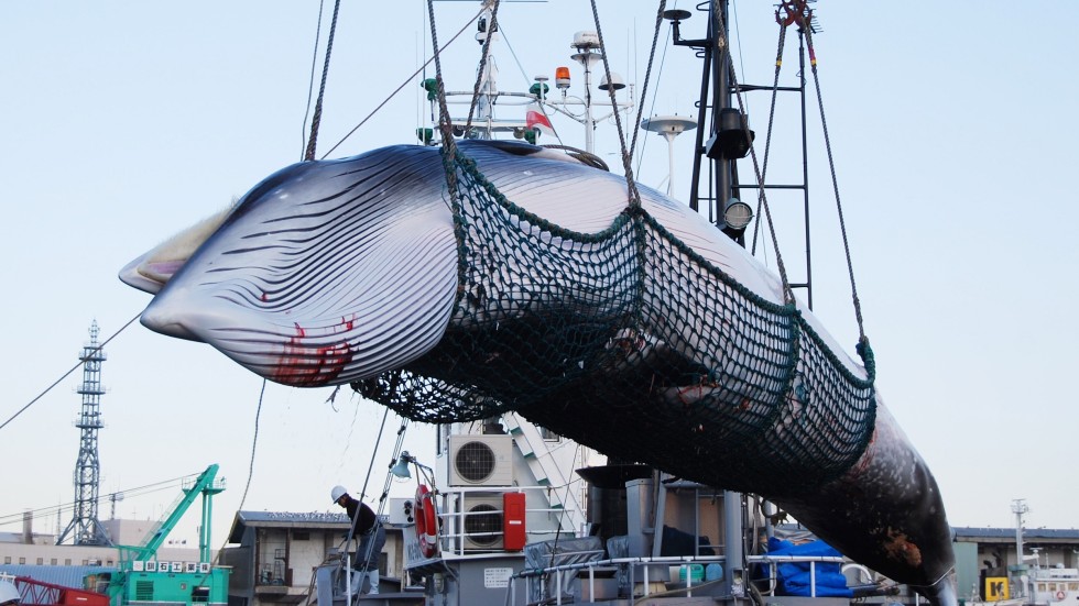 Afbeeldingsresultaat voor Japan’s exit from the International Whaling Commission should encourage a stronger role for science.
