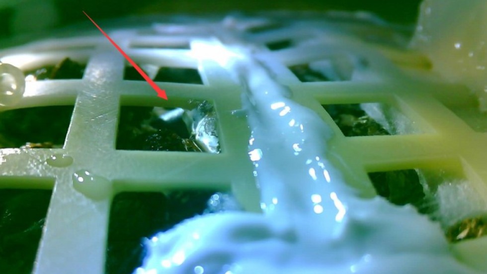Image result for Chinese lunar lander’s cotton seeds spring to life on far side of the moon