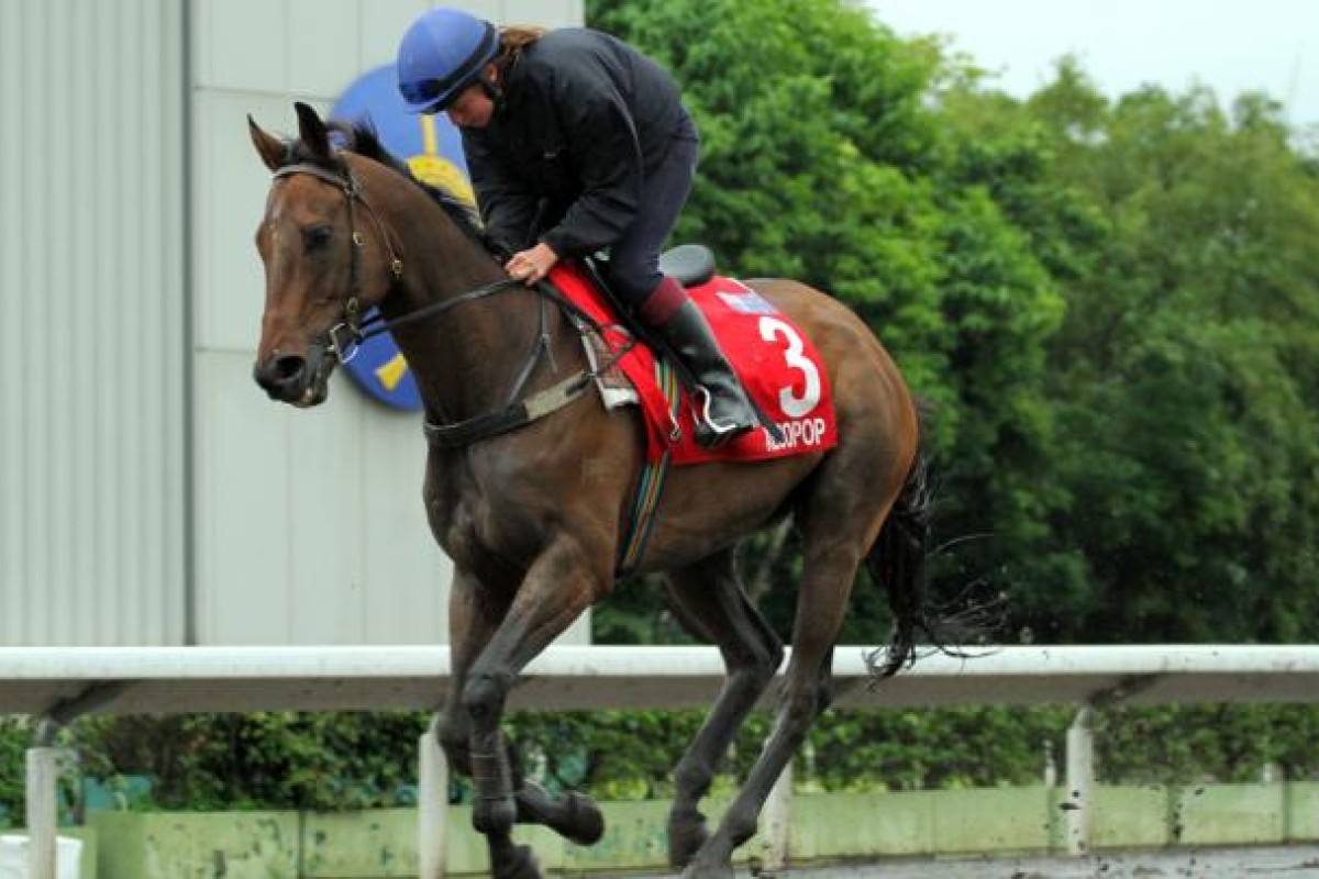 Alcopop, who has settled in well, canters a lap on the all-weather track at Sha Tin yesterday. Photo: Kenneth Chan 