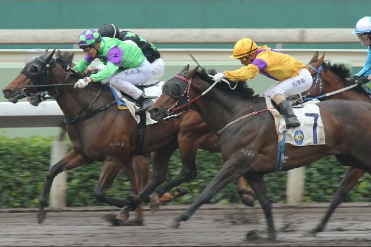 Cultural City was gallant in defeat behind Cheetah Boy in December. Photo: Kenneth Chan