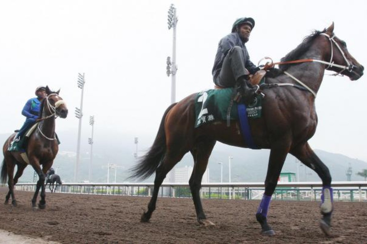 New stable recruit Treasure Beach and Igugu head back to their barns. The South African duo have been ticking along well since their arrival at Sha Tin. Photo: Kenneth Chan