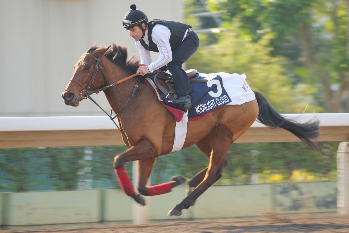 French mare Moonlight Cloud, galloping on the all-weather yesterday, will be out to end her prolific career on a high in Sunday's Hong Kong Mile. Photo: Kenneth Chan