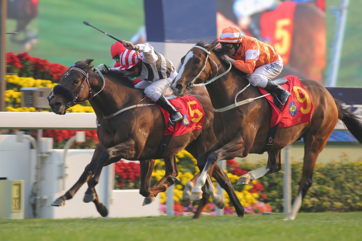Blazing Speed (Mirco Demuro) lunges to just edge out Dan Excel (Neil Callan) in the Stewards' Cup. Photo: Kenneth Chan