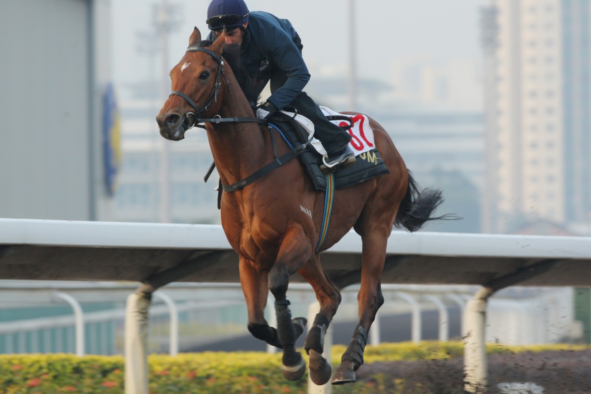 Trainer John Moore will be hoping Frederick Engels will put on a good show in Sunday's Centenary Sprint Cup at Sha Tin. Photo: Kenneth Chan 