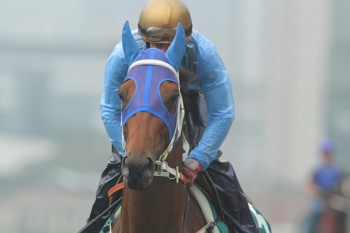 The Hong Kong QEII Cup runner Sanshaawes, ridden by Olivier Doleuze, gallop on the turf at Sha Tin. Photo: Kenneth Chan