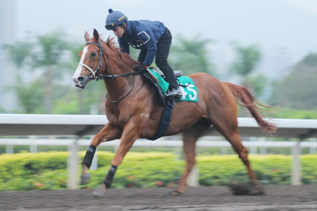 Gold-Fun has a workout on the all-weather track on Friday in preparation for the Sha Tin Trophy. Photos: Kenneth Chan