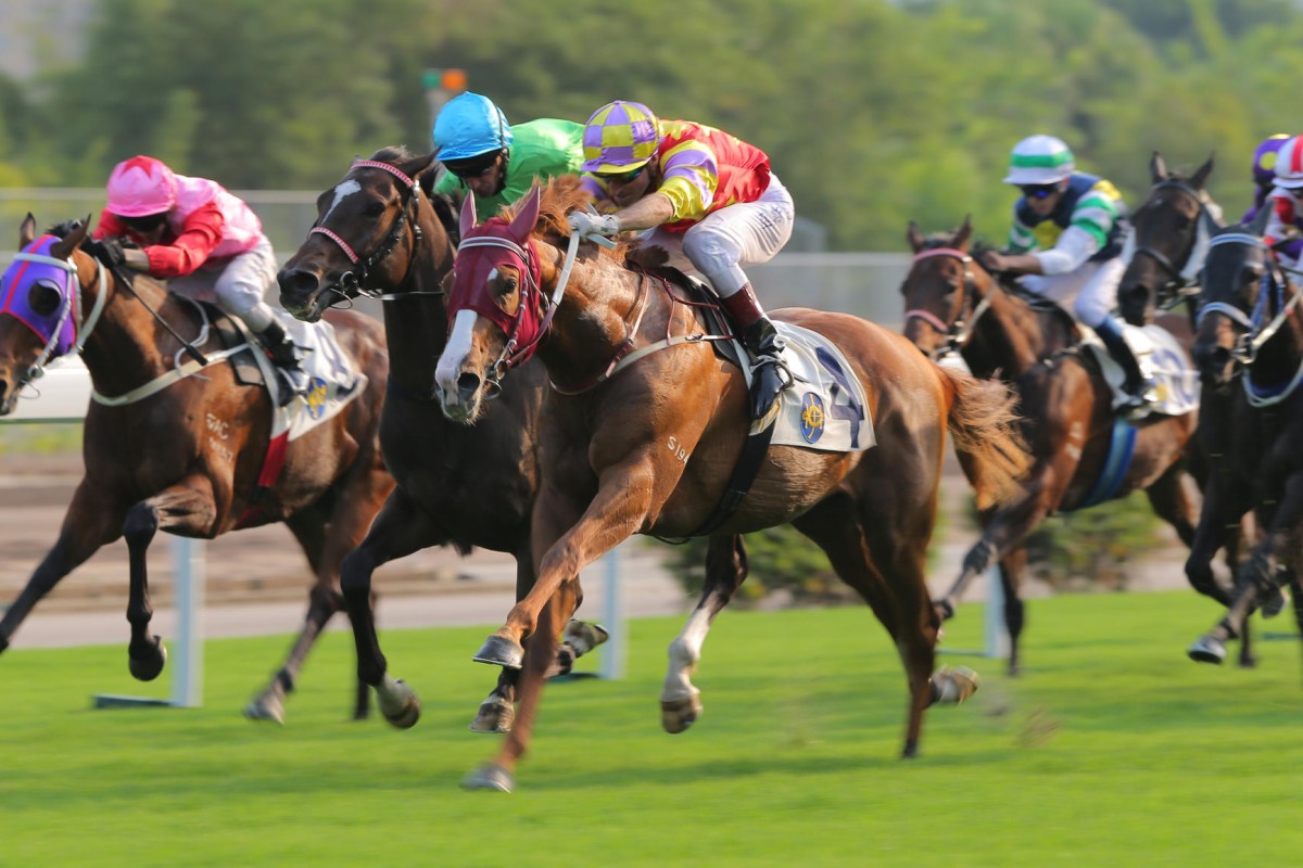 Selkirk Star scores impressively for Gerald Mosse to win the Class Three event over 1,600m at Sha Tin and mark himself as a Hong Kong Derby prospect. Photo: Kenneth Chan