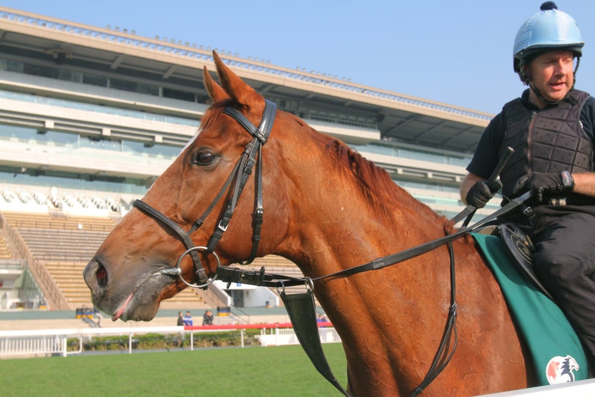 Red Cadeaux, a nine-year-old Chesrnut gelding, has been runner-up twice, but seeks a win at his fourth attempt at the Melbourne Cup. Photo: Kenneth Chan       